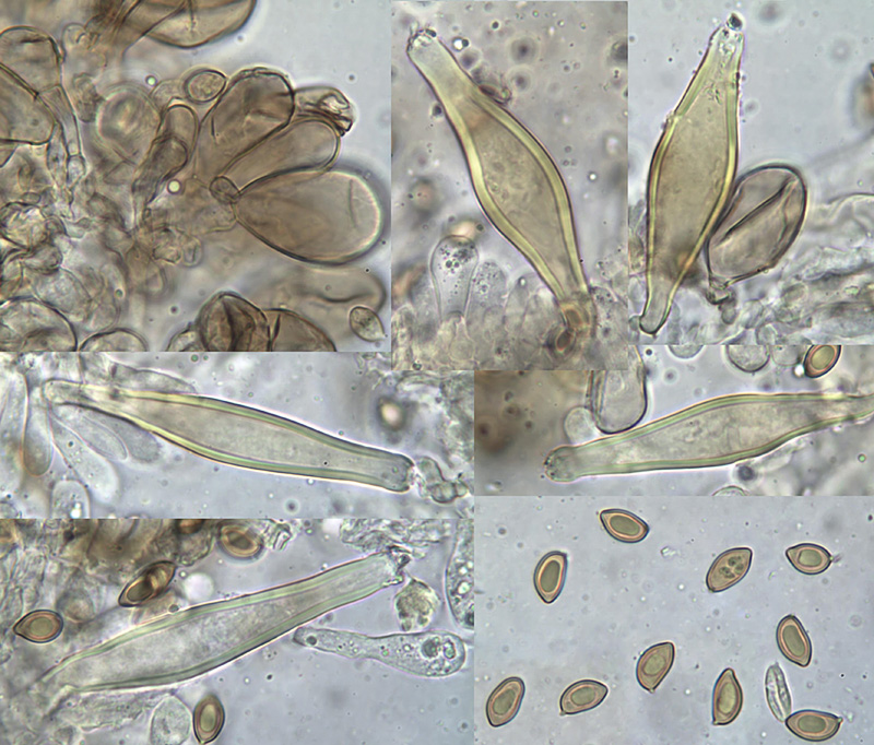 Inocybe obscuroides spory cystidy